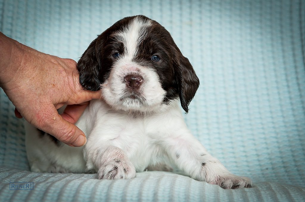 Unser Spanielwelpenmäderl Cute Curious Chelsea