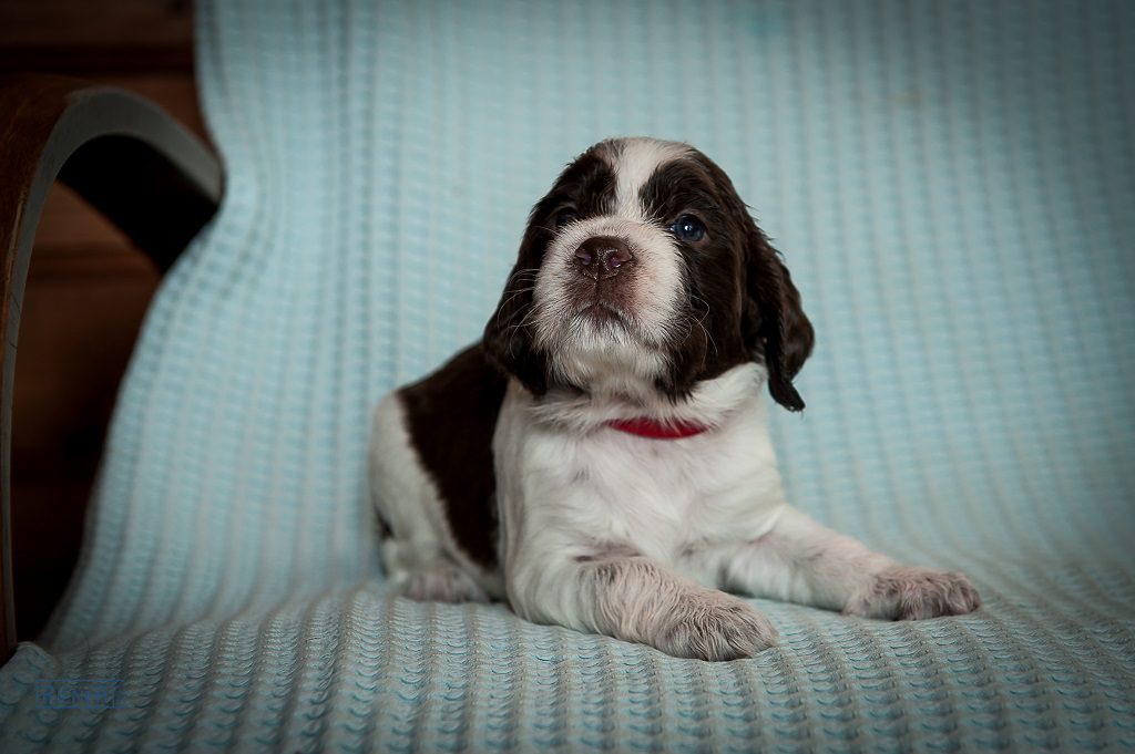 Unser Spanielwelpenmädchen Candy Clever Coco