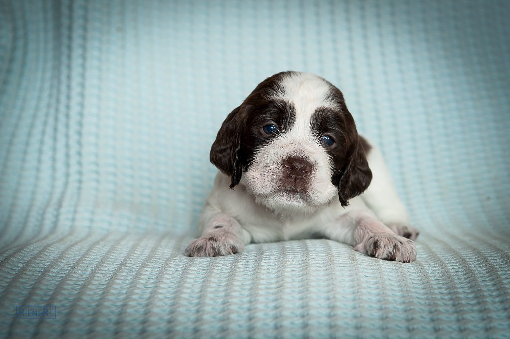 Unser Welpenmädchen Cute Clever Cindarella
