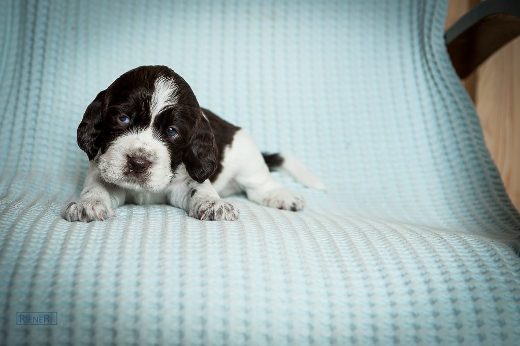 Unser Welpenmädchen Cute Candy Coco