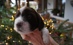 Cute Couragous Charlston