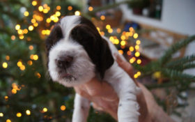 Cute Candy Coco