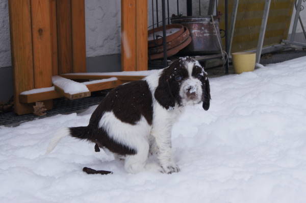 Springerspaniel Welpenerziehung