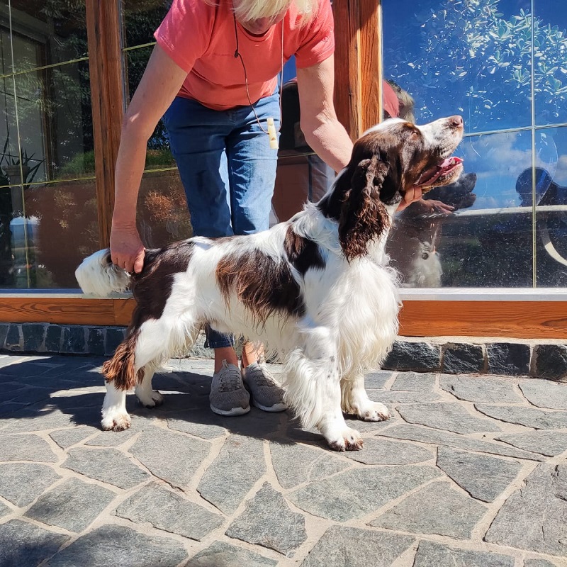 Springer Nest's Lili's Ursus (Teddy)