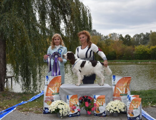 Love is in the air: Enya wurde erfolgreich gedeckt